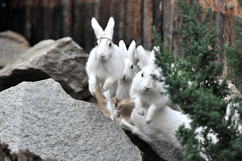 Zając bielak w zoo we Wrocławiu. Jest zagrożony wyginięciem - Podróże