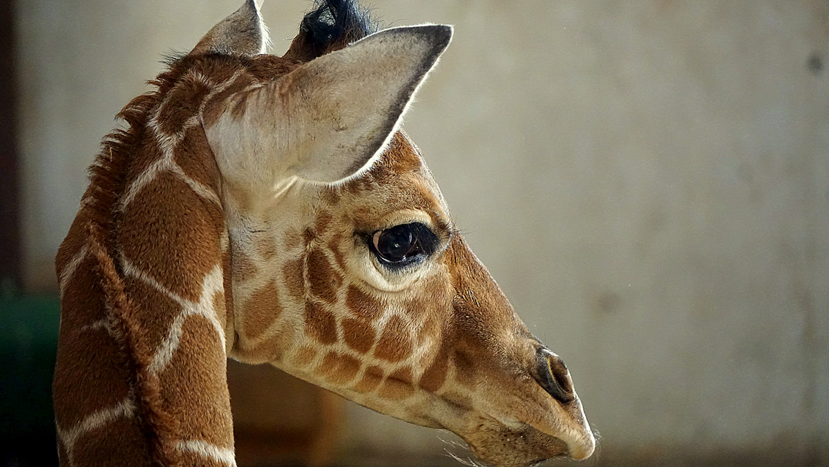 W amerykańskim zoo przyszła na świat żyrafa. Do sieci trafiło urocze zdjęcie. Inernauci sa zachwyceni.