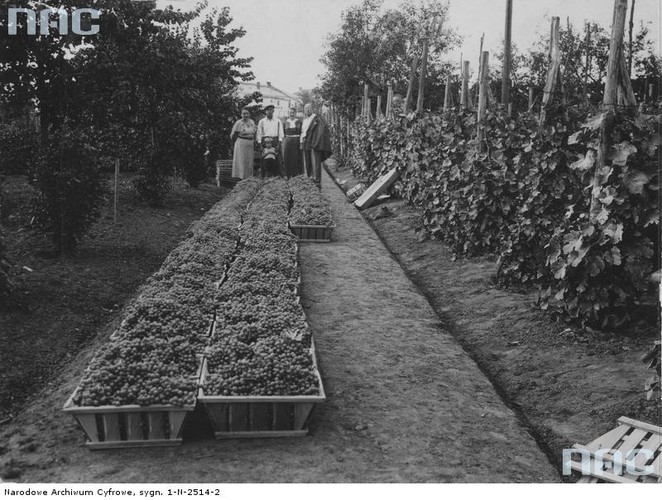 Zaleszczyki - polski biegun ciepła