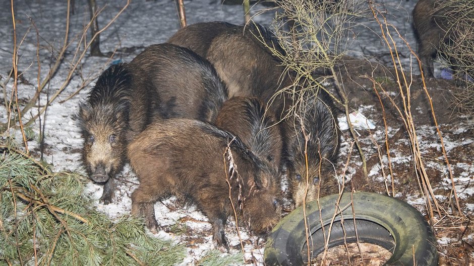 Myśliwi reagują na problem dzików w Budowie. Znaleźli sposób jak pomóc mieszkańcom