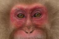 Japanese macaque grimacing.