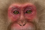 Japanese macaque grimacing.