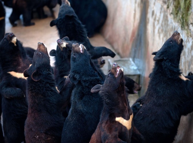 Za chwilę pora karmienia. Misie czekają na swoje porcje