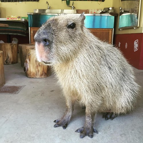 Brodka w Japonii, a na zdjęciu kapibara
