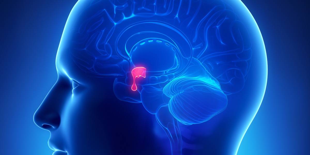 Budowa I Funkcjonowanie Układu Hormonalnego Przysadka mózgowa - funkcje i choroby, hormony przysadki mózgowej - Zdrowie