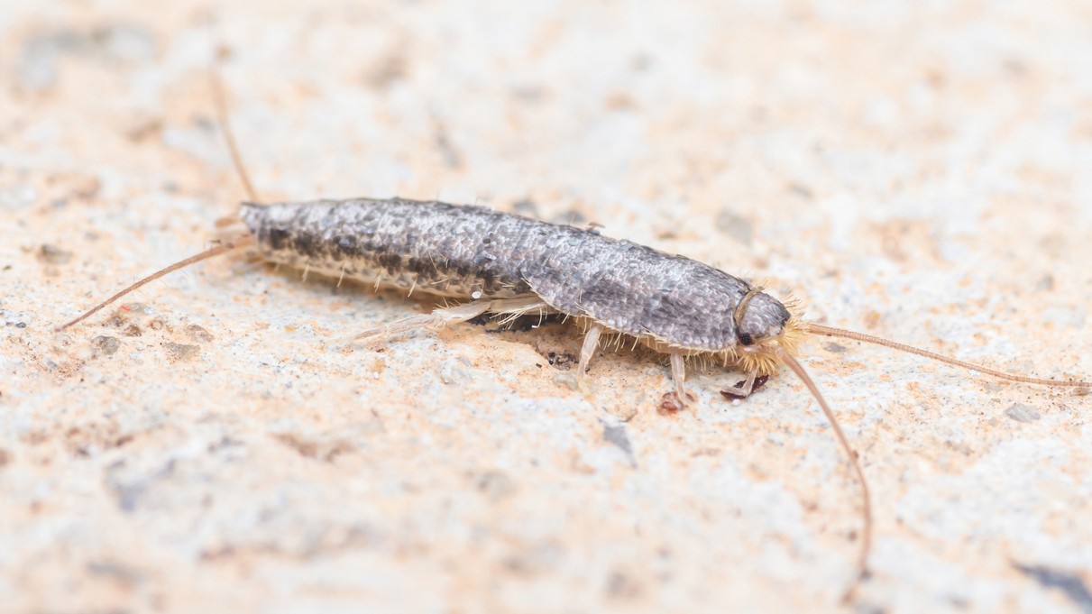 Dávajte si pozor na tento hmyz. (ilustračné foto)