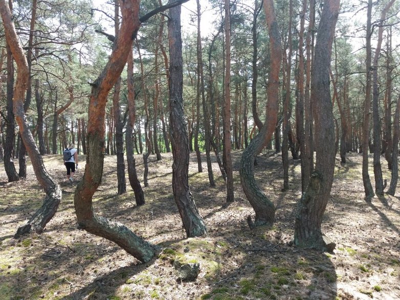 "Tańczące Sosny" są bardzo tajemnicze. Ciekawe kto czy co je tak powyginało? Może to UFO, a może człowiek szykował materiał na łodzie, meble czy beczki?