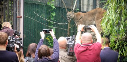 Tłumy w zoo. Wszyscy chcą zobaczyć słynną Nubię