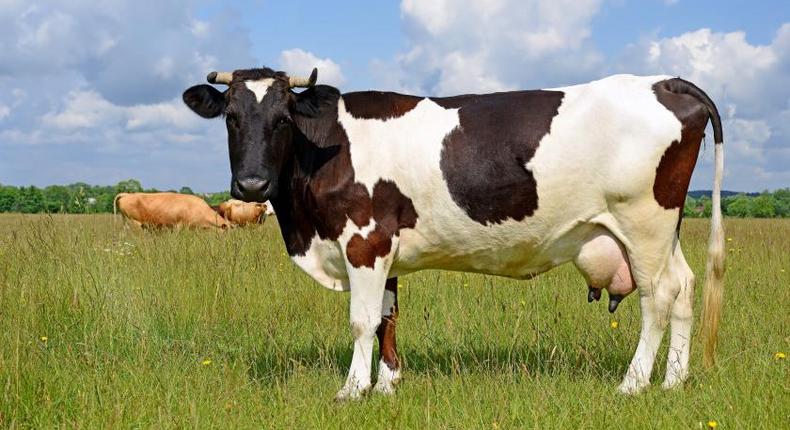 Couple exchanges blows as wife sells lactating cow secretly to buy VIP ticket for comedy show