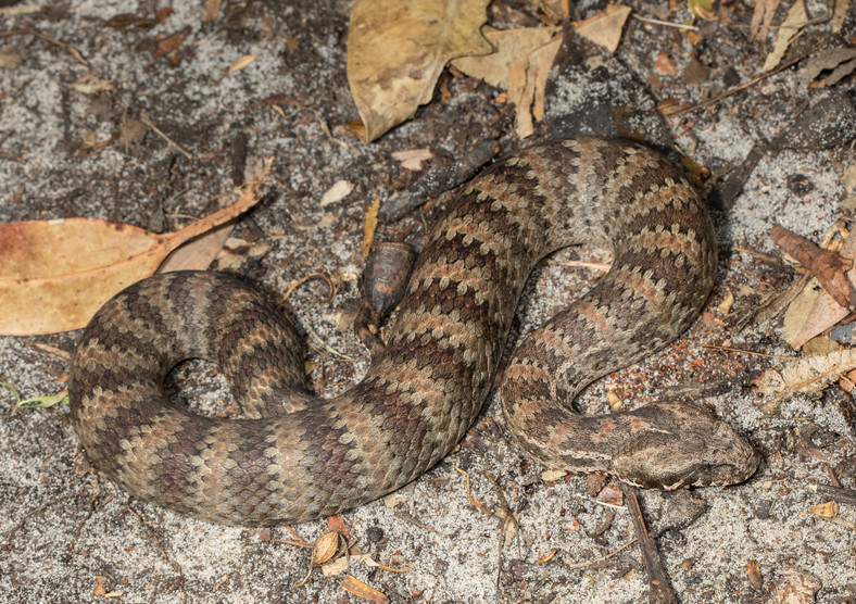 Zdradnica śmiercionośna (Acanthophis antarcticus)