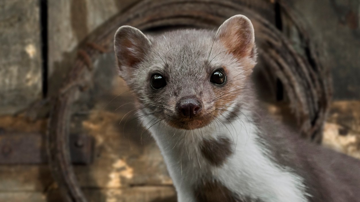 Roztomilá tvárička, no v skutočnosti veľký škodca – takto vyzerá kuna, ktorá si urobila útočisko na povale.