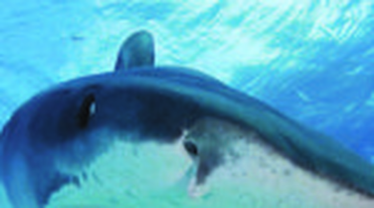 Újra cápáktól rettegnek Sharm el-Sheikh-en