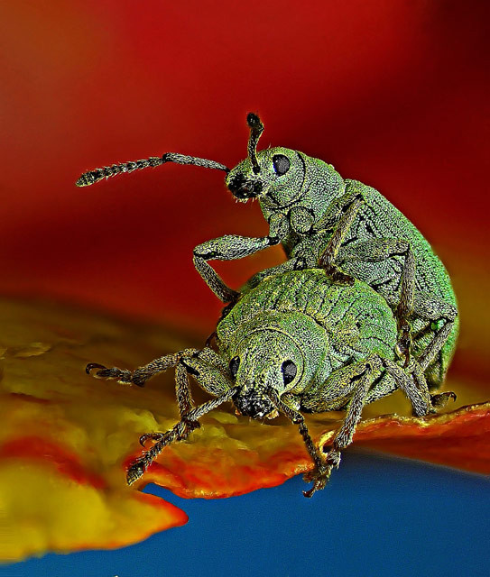 Ryjkowce (Phyllobius roboretanus) podczas kopulacji w 80-krotnym powiększeniu