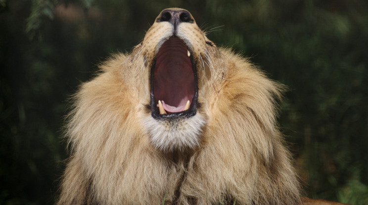 Egy oroszlánnal csak úgy lehet felvenni a harcot, ha szemkontaktust tartunk/Fotó:Northfoto