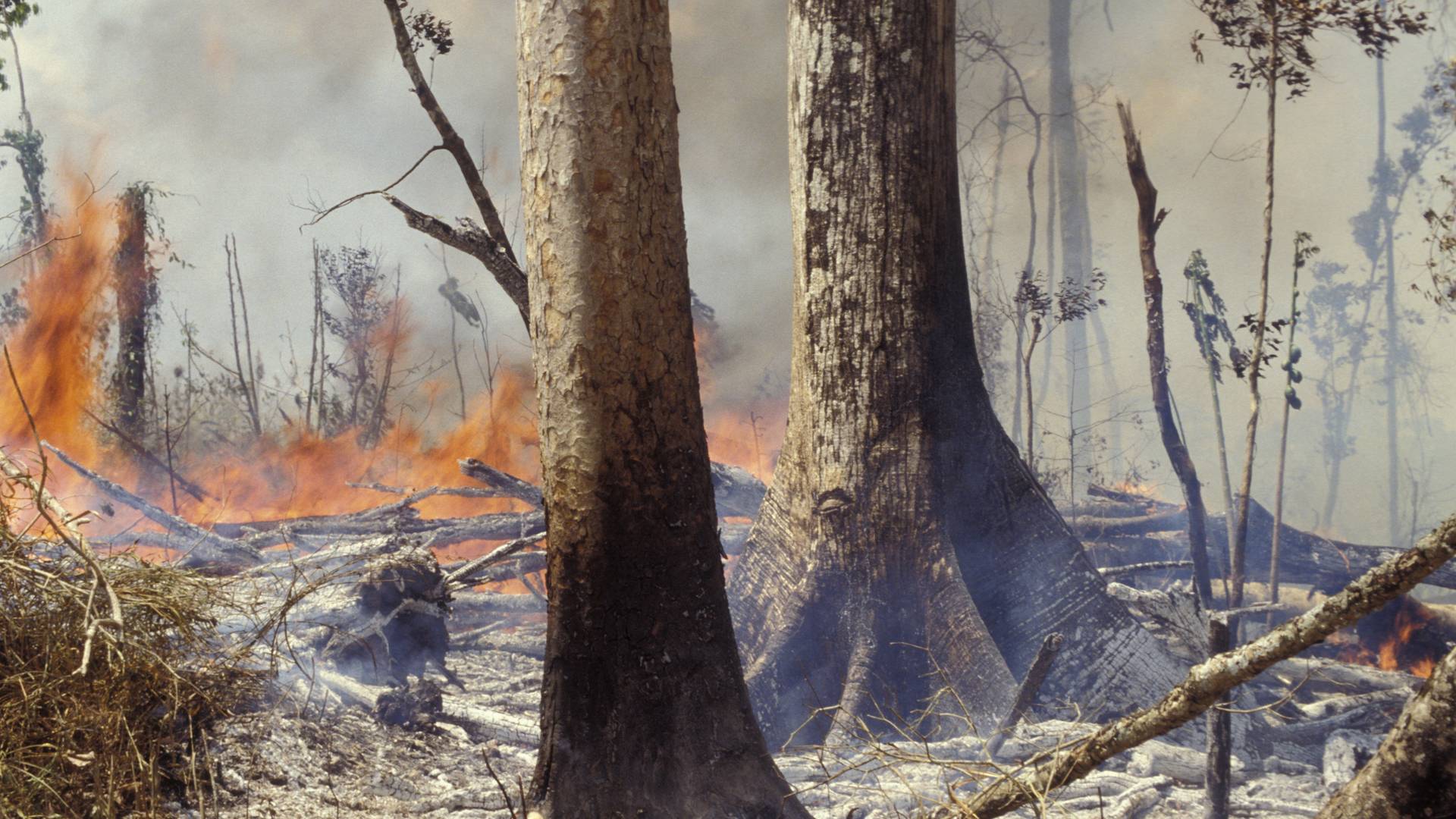 To człowiek podpala Amazonię. Odzyskanie lasu sprzed pożaru nie będzie już możliwe