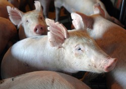 Genetycznie zmodyfikowane świnie przyniosą przełom w transplantologii