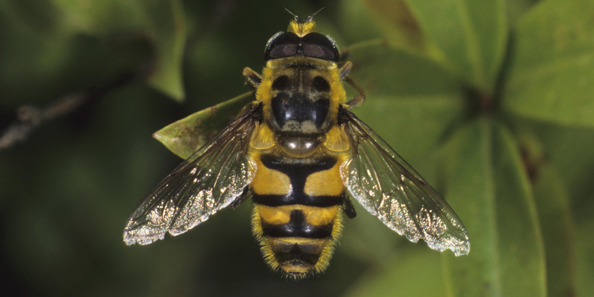 Myathropa florea, species from the Syrphidae family of Hoverflies