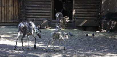 Nowe zwierzęta w zoo