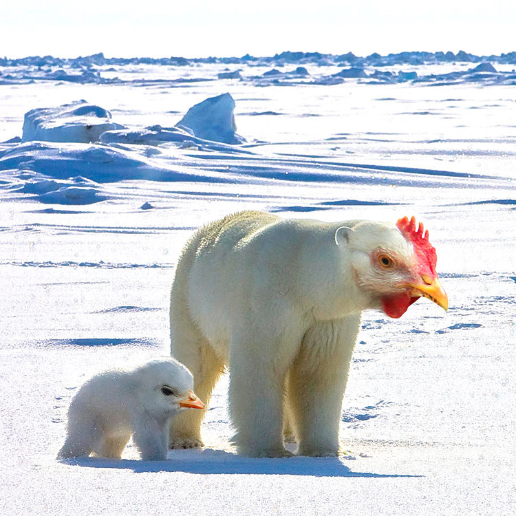 "Polarne kurczaki" ("Polar chicken"). Czy przetrwają topnienie się lodowców?