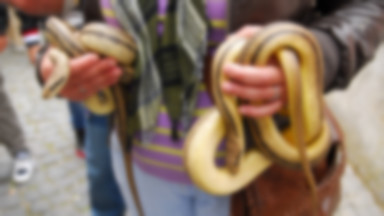 Niezwykłe święto węży we Włoszech