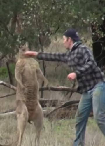 Youtube: kangur dusi psa, mężczyzna reaguje ciosem - Noizz
