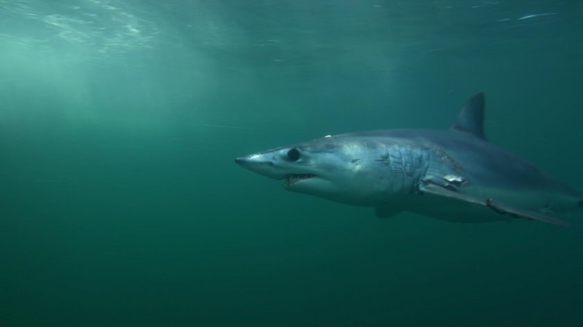 Tydzień z rekinami na Nat Geo Wild