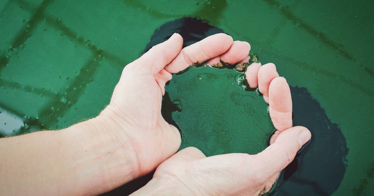 Chlorella i spirulina właściwości i zastosowanie. Tabletki opinie