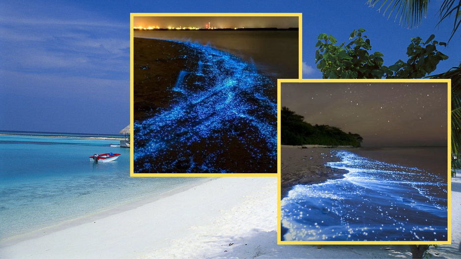 Przy plażach na Malediwach można zobaczyć "morze gwiazd" (screen: WonderWorldYTC/YouTube)