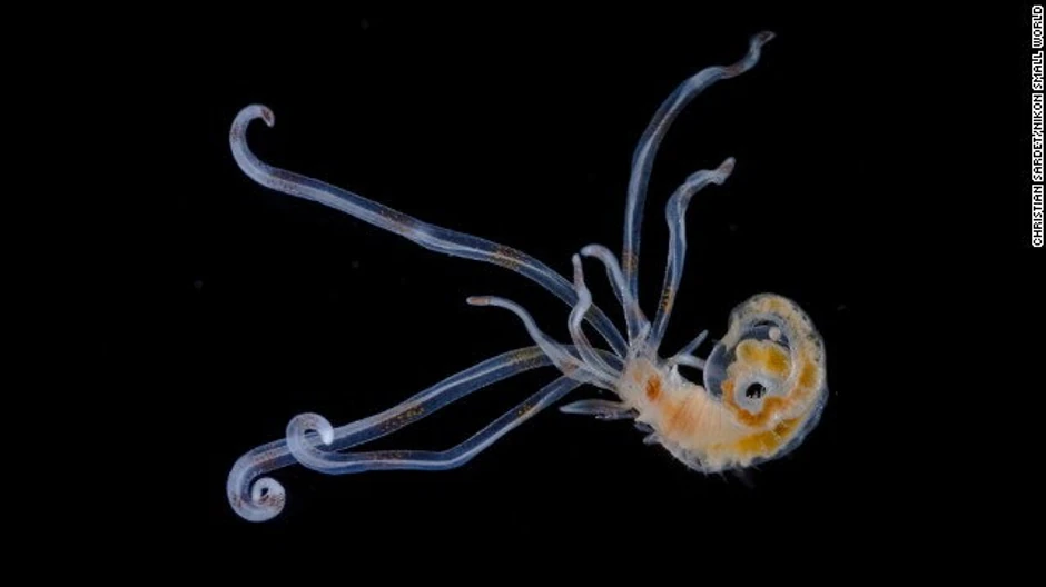 Kristijan Sardet - larva člankovitog crva