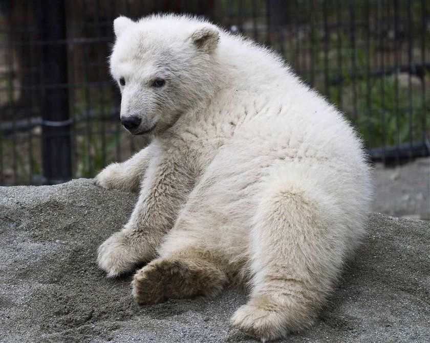 Ursus maritimus, niedźwiedź polarny, miś polarny