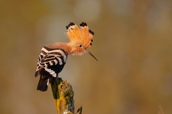 Trudny quiz z polskich ptaków. 20/20 tylko dla orłów