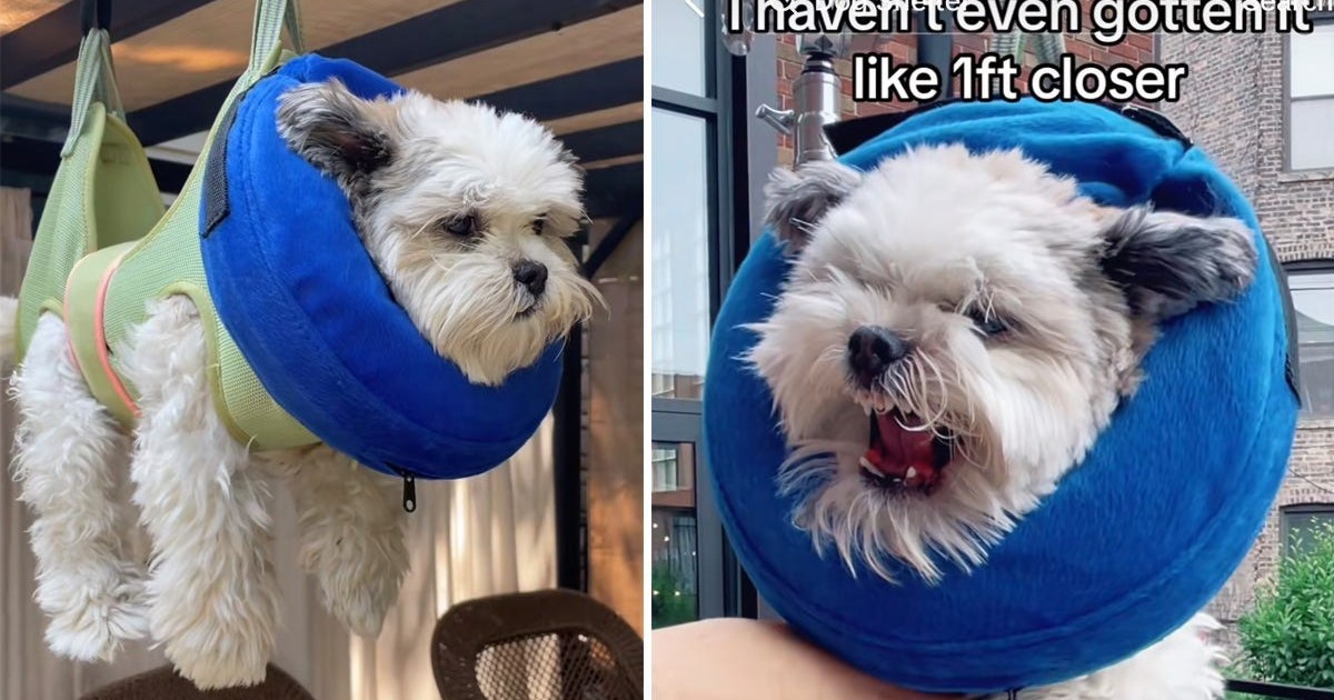 A dog's dramatic reaction to his owner's attempts to trim his nails has