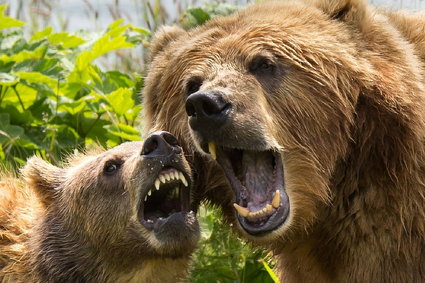 Po krótkim odbiciu w USA na rynek znów wracają niedźwiedzie. Giełdy ostro w dół