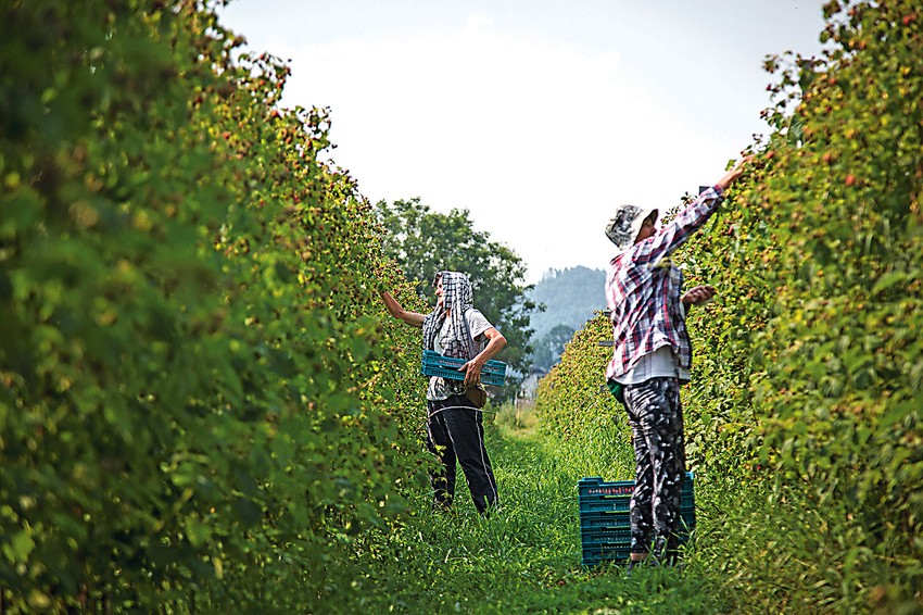 Malinari Arilje_ras foto vladimir zivojinovic028