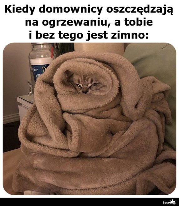 "Gdzie ta wiosna?!" — mimo zimna internautów nie opuszcza poczucie humoru