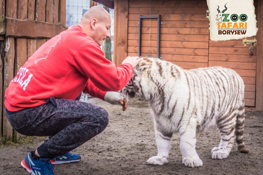 Artur Szpilka i Andrzej Wawrzyk bawili się z tygrysami