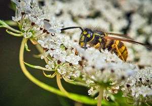 Osa