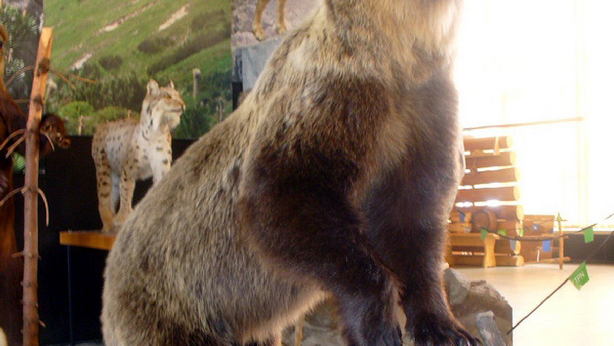 Niedźwiadek, zabity przez turystów w 2007 roku w Tatrach, trafił we wtorek jako eksponat do Centrum Edukacji Przyrodniczej Tatrzańskiego Parku Narodowego. Pracownicy TPN woleli by go nigdy nie dostać - twierdzą zgodnie.