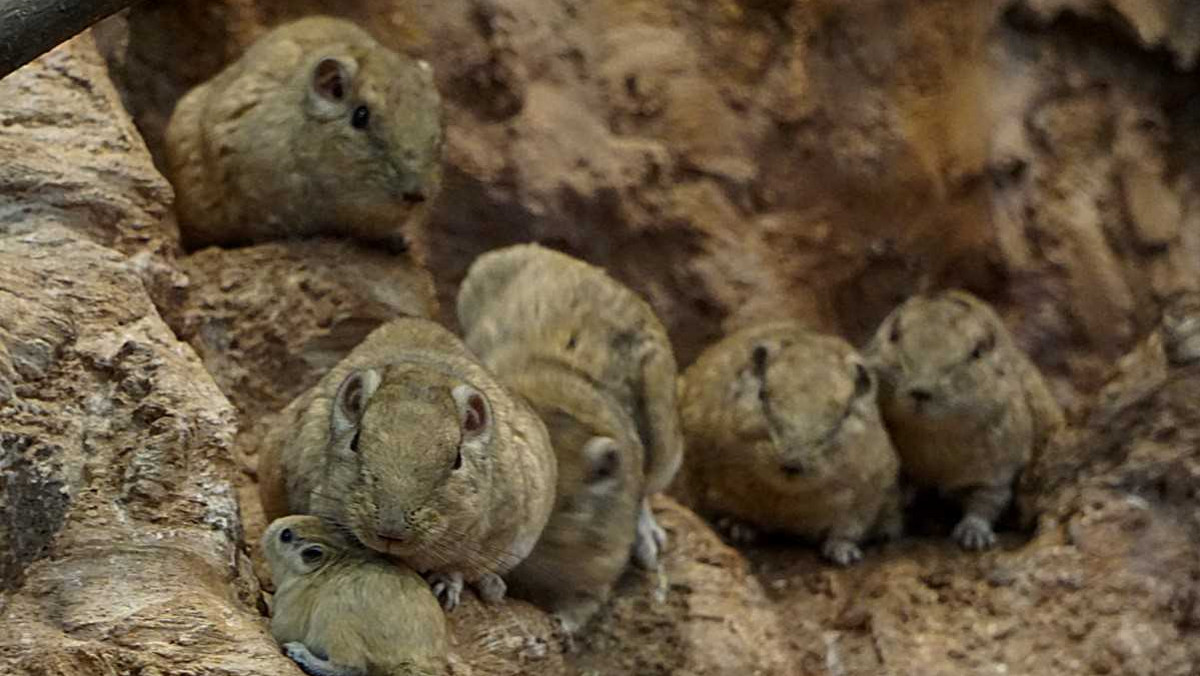 Dwa maluchy reprezentują gatunek dość powszechny w środowisku naturalnym, ale rzadki w ogrodach zoologicznych. Jego nazwa po arabsku oznacza opiekuna. Dla miejscowych jest również synonimem zmierzchu. Ta pora dnia to czas, kiedy zwierzęta te znowu stają się aktywne i wyłaniają się ze skalnych szczelin. Gundie, bo o nich mowa, przyszły na świat 25 stycznia w pawilonie „Sahara”, gdzie można je obserwować.