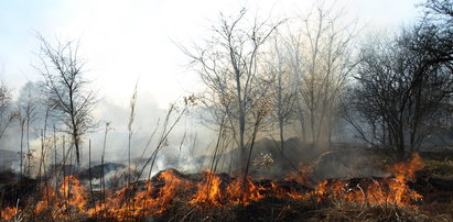 Pojechali do pożaru trawy, znaleźli... zwłoki