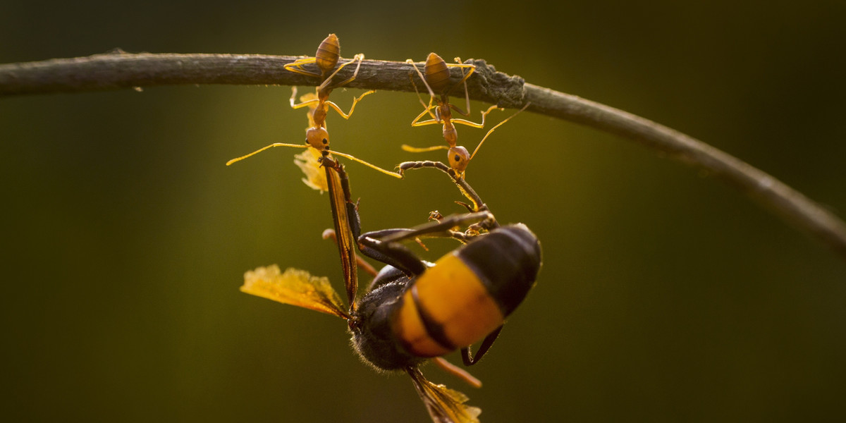 mrówki pszczoła praca