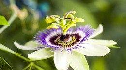 Passiflora incarnata - męczennica