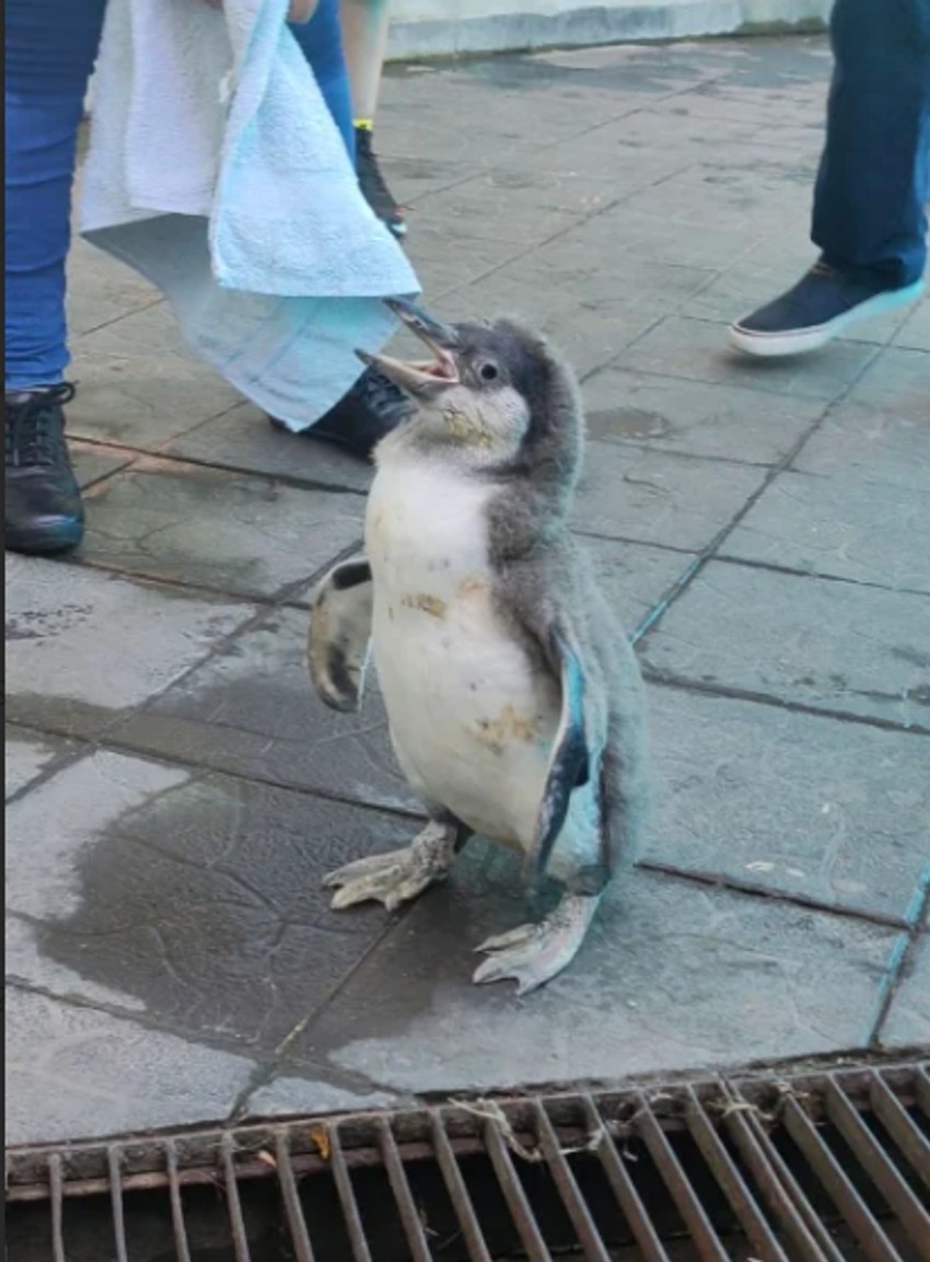 Beba pingivn u Beo zoo vrtu