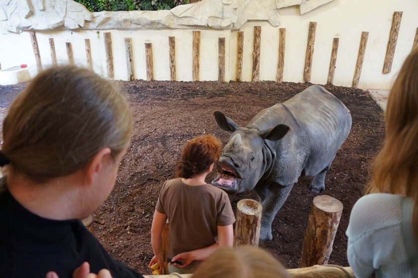 Nosorożec we wrocławskim ZOO