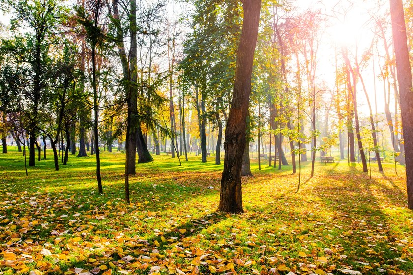 Prognoza pogody na tydzień od 6 do 12 września