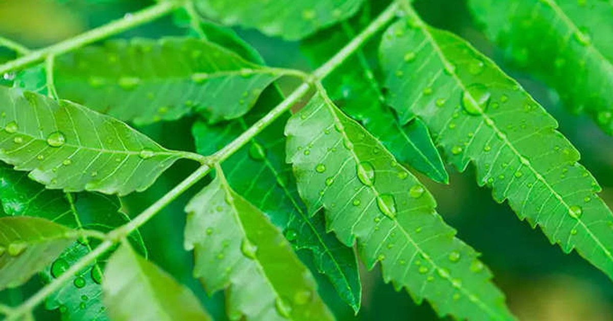 Neem tree 3 ways to use this plant to cure dandruff in the hair