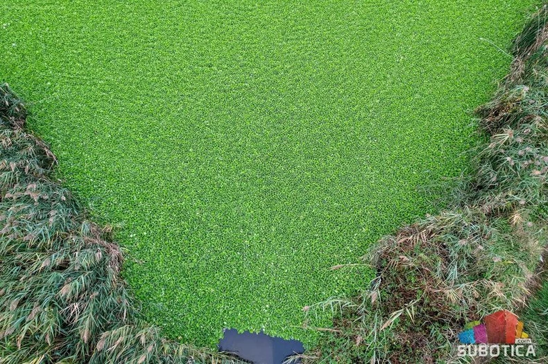 Vodena salata na Palićkom jezeru