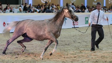 Prunella najdroższą klaczą na aukcji Pride of Poland