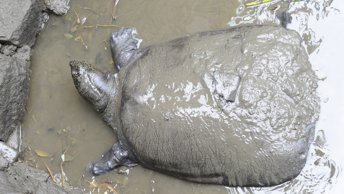 Jedyna znana na świecie samica rzadkiego żółwiaka szanghajskiego zmarła w zoo w Suzhou, na wschodzie Chin - podała agencja AP. Tym samym na świecie pozostały prawdopodobnie ostatnie trzy okazy tego gatunku; nie wiadomo, czy wśród nich jest samica.