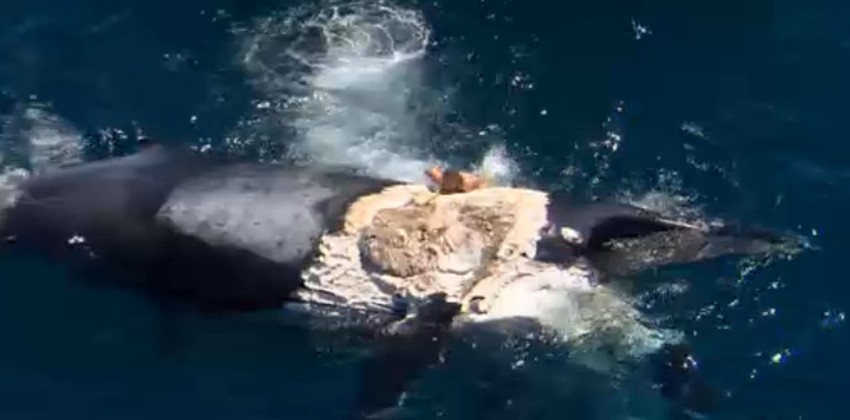 Trenutak kada se Vilijam penje na kita